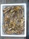 相生牡蠣 殻つき3kg(36個前後)3人〜4人