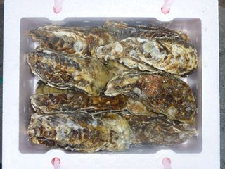 相生牡蠣　殻つき1ｋｇ（12個前後）1人～2人