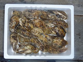 相生牡蠣　殻つき2ｋｇ（24個前後）2人～3人