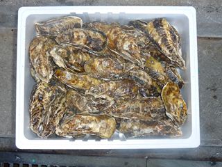 相生牡蠣　殻つき3kｇ（36個前後）3人～4人