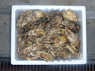 相生牡蠣　殻つき5ｋｇ（60個前後）5人～6人