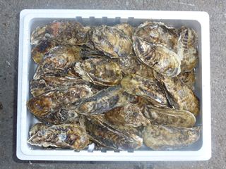 相生牡蠣　殻つき9ｋｇ（108個前後）